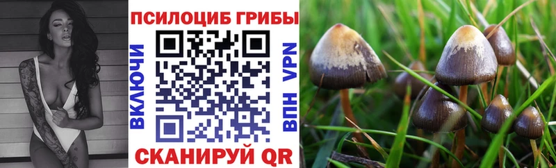 даркнет сайт Майкоп Галлюциногенные грибы Psilocybe